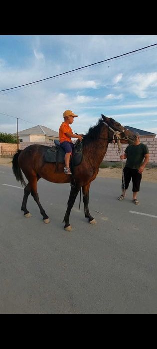 Жылкы тяжеловоз сатылады