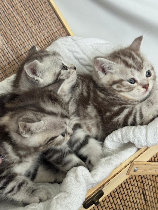 Котята ищут любящих хозяев!