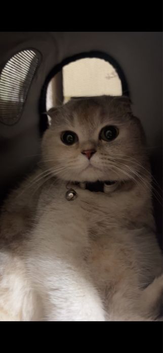 Ищем жениха для моей кошки