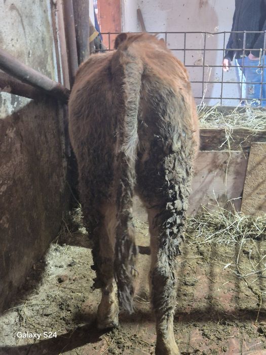 De vânzare vitica de 7 luni