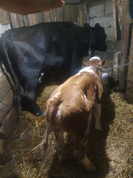 Vacă cu vițea ..