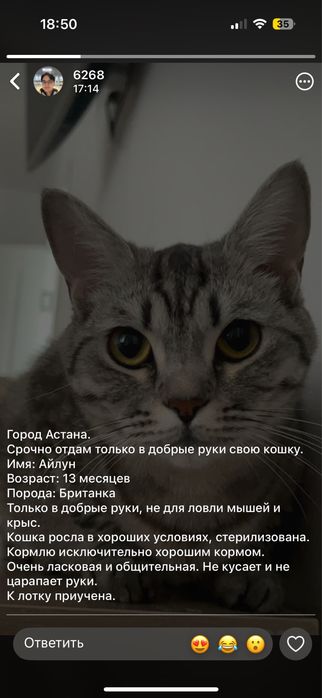 Отдам кошку в добрые руки