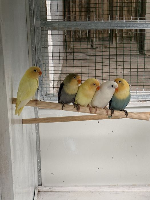 Popugaylar sotiladi