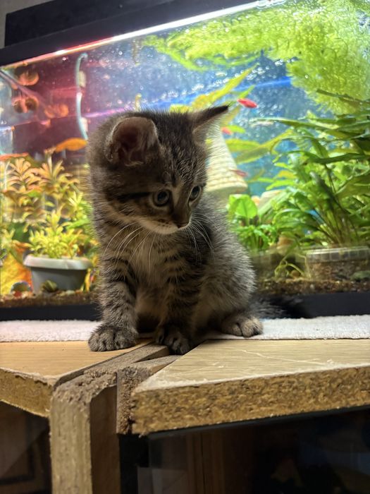 Отдам котят в хорошие руки