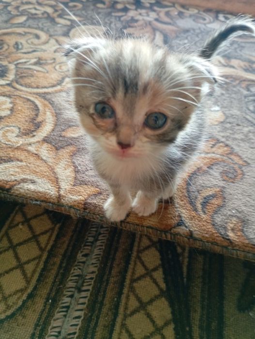 Котята бесплатно