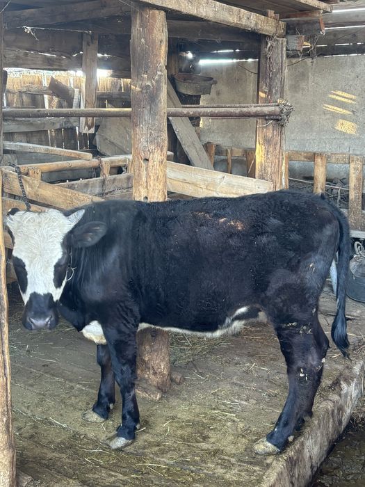 Продам тёлочку ,