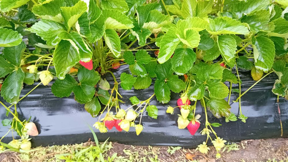 Разсад за ягоди подбрани сортовеотгледани с като био ягоди  6 сорта