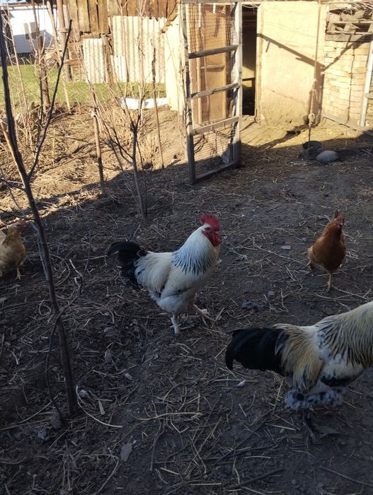 Продам петуха .Адлер породы