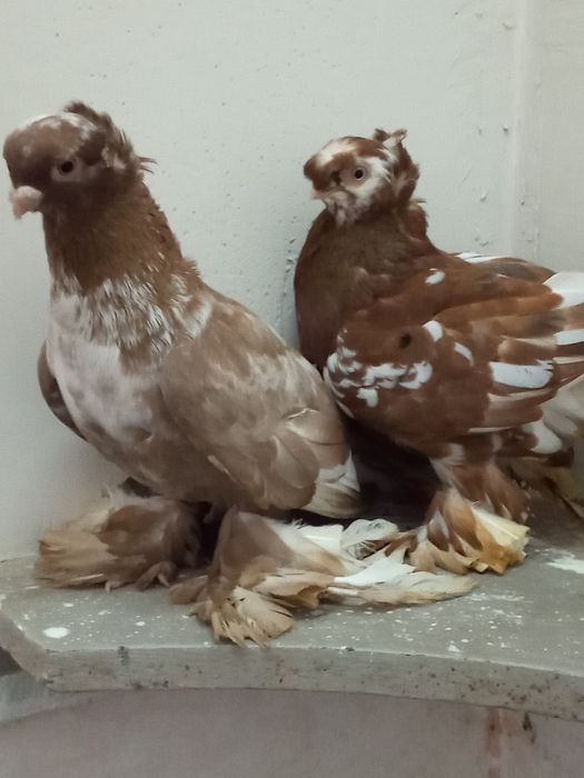 Самец орех чубатый чин, самочка двухч