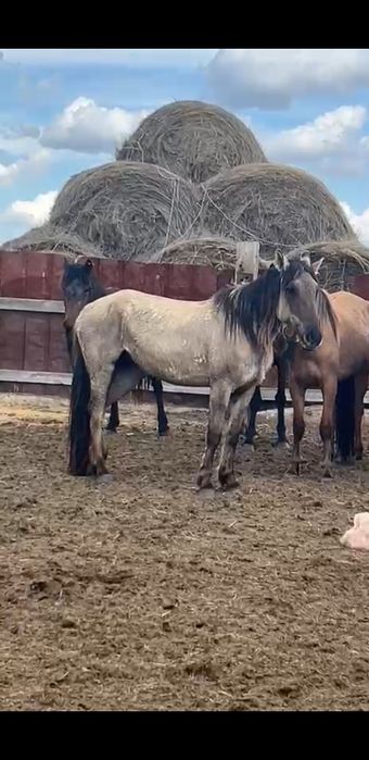 Байтал қысыр 2022.