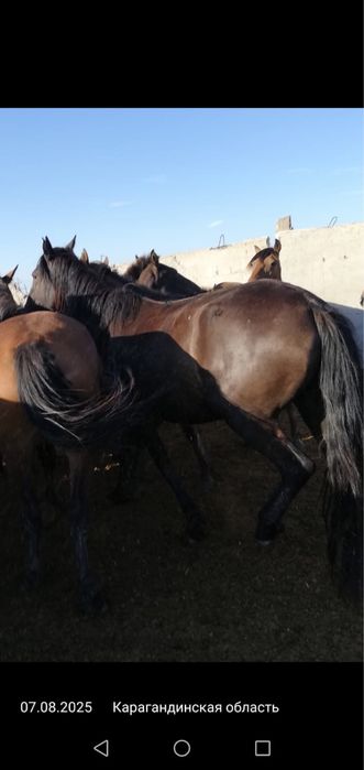 Ту бие, кобыла, лошадь