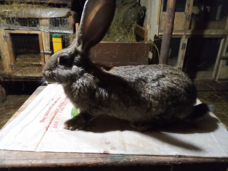 Продавам зайци Великани