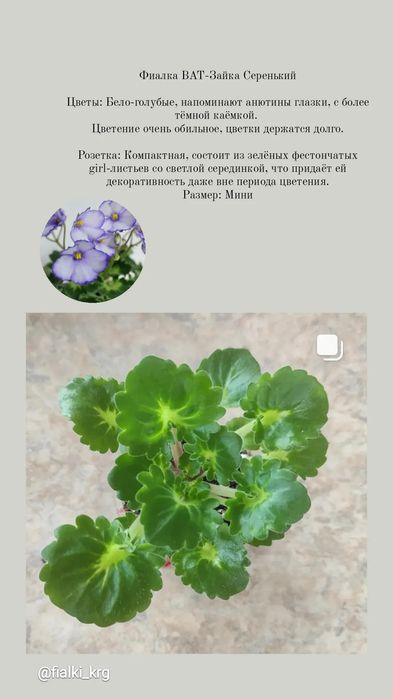 Продам сортовые фиалки