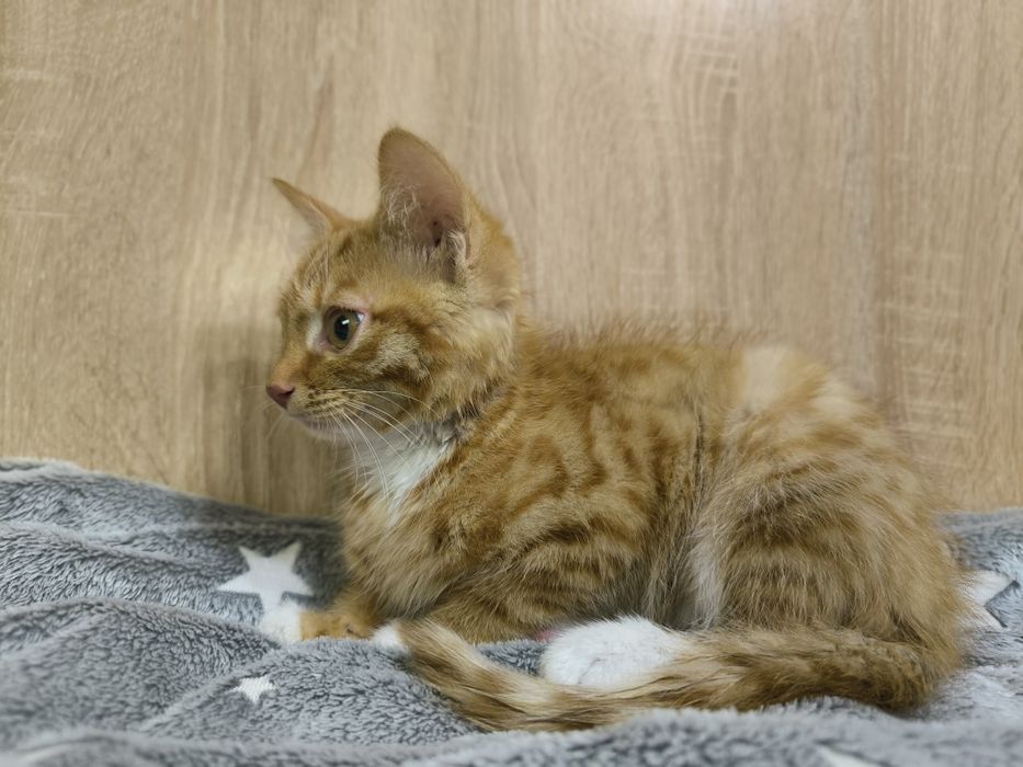Котенок в добрые руки