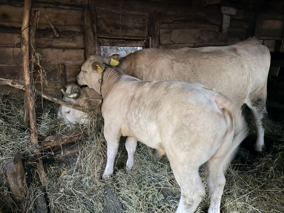 Vând vițel, rasă belgiană