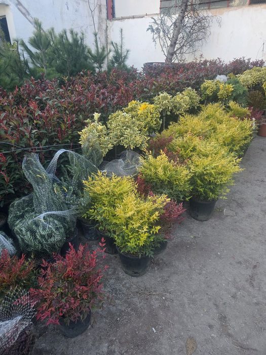 Plante ornamentale pentru gradina