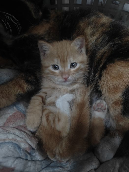 Отдам котёнка даром