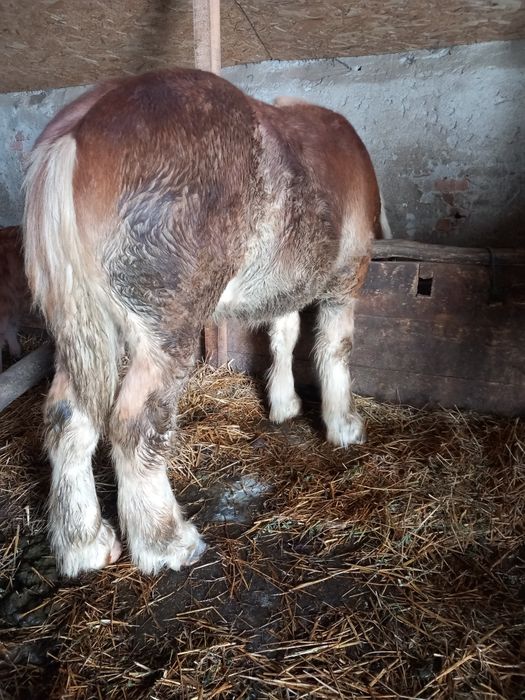 Vând manz 8 luni bland