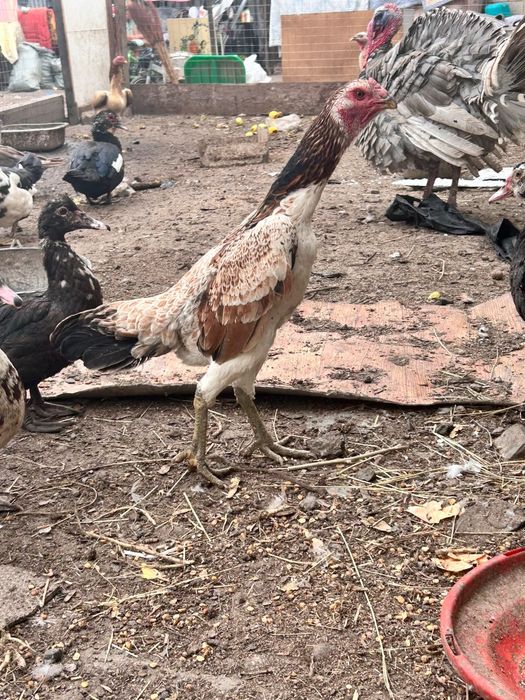 Продам курей даканок
