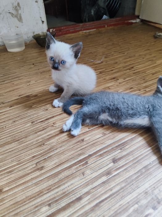 Отдам котят в добрые руки