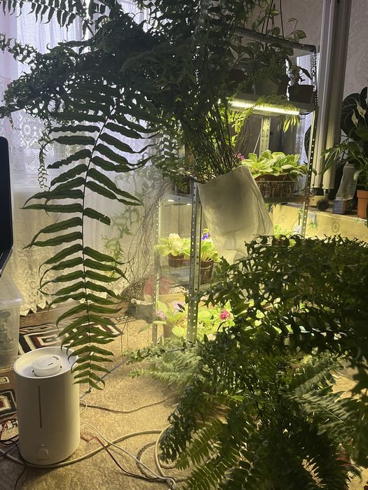 Нефролепсис бостонский. Папоротник