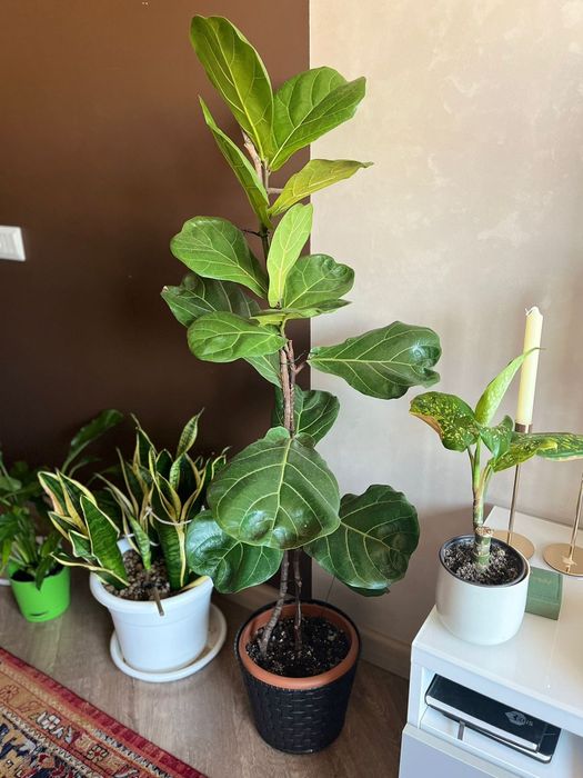 Продам комнатные цветы_