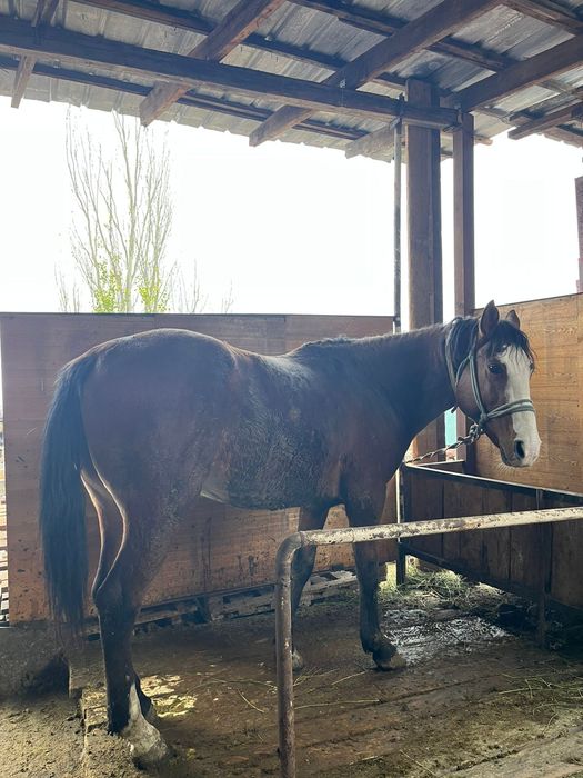 Продам срочно лошадь