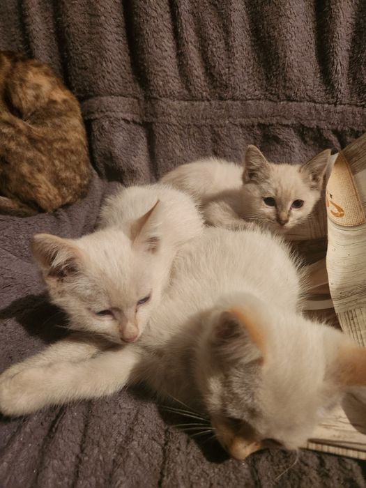 Отдам котят мальчиков