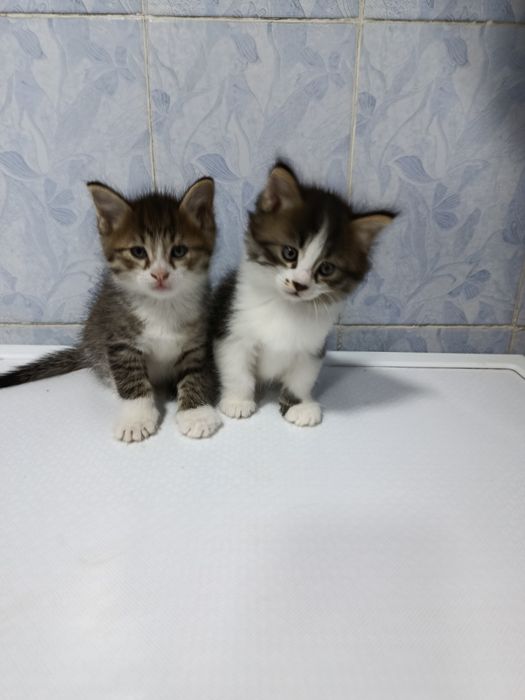 Продаются котята