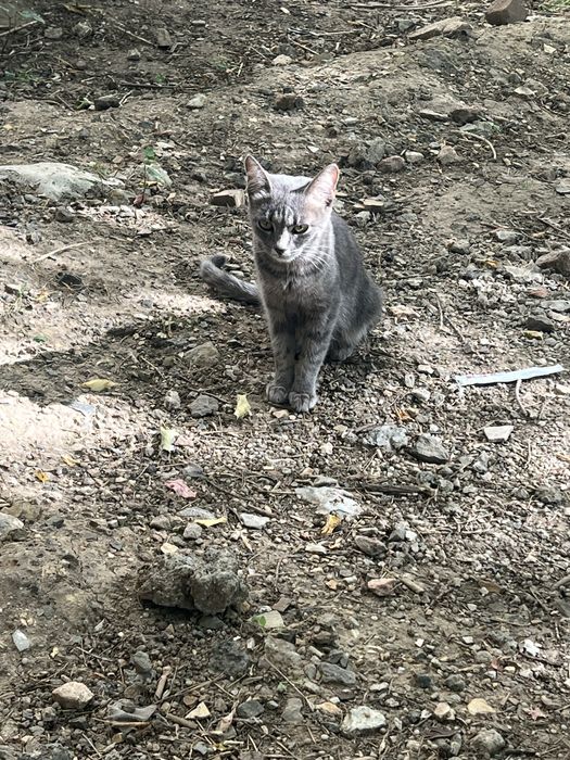 Котенок кошки кот