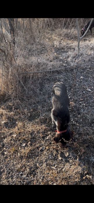 дратхаара щенок 4 месяц кабель продается