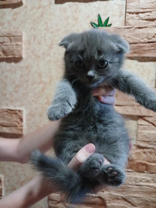 Продаются котята вислоухии