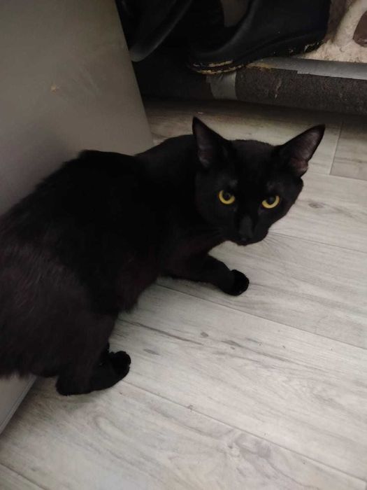 Отдам.    котика