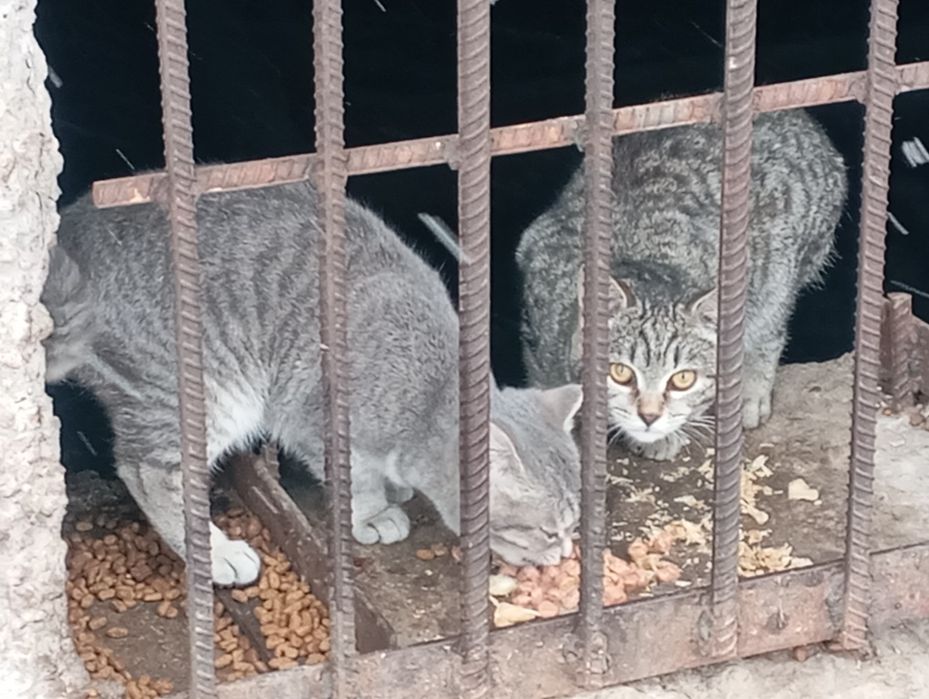 Домашние животные