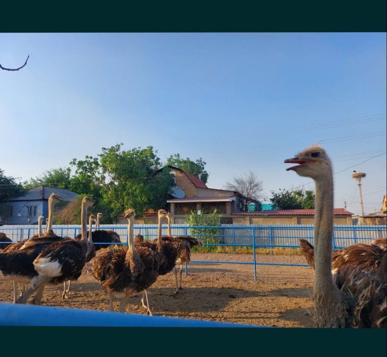 Продается .Взрослые.Африканские .Страус