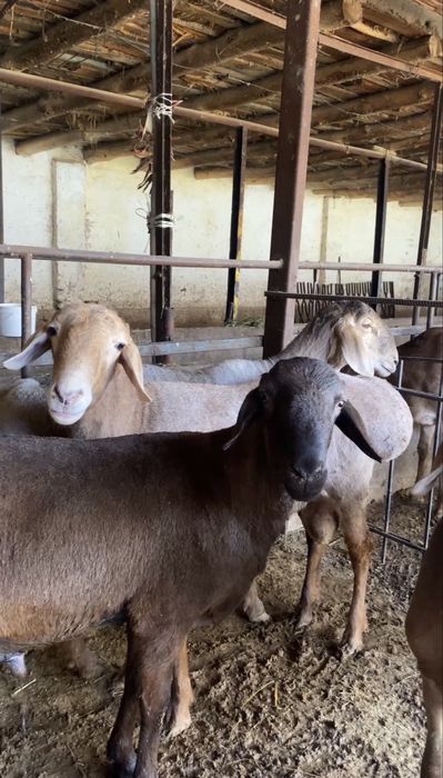 Aqiqa va qurbonlik uchun 25–50 kg qo‘ylar mavjud!