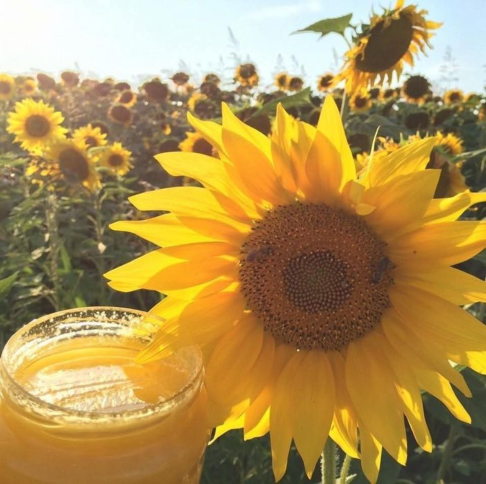 Vând Miere Salcam Poliflora Coriandru Mana  Rapita