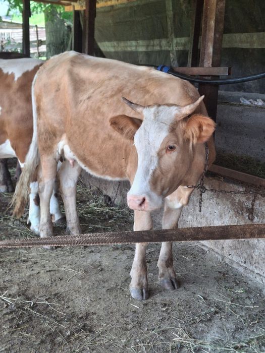 Junica de vanzare cu vitica de 3 saptamani