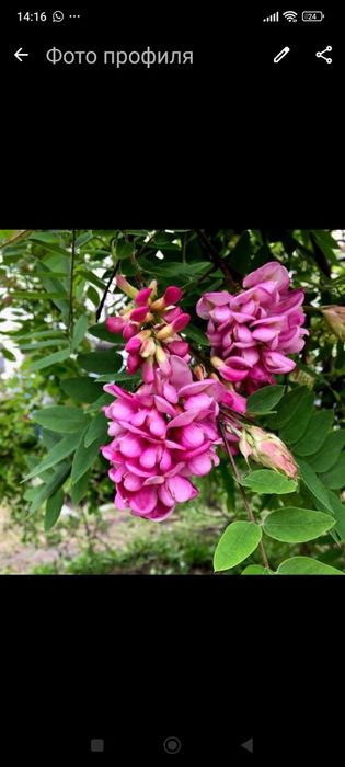 Продам розовую акацию