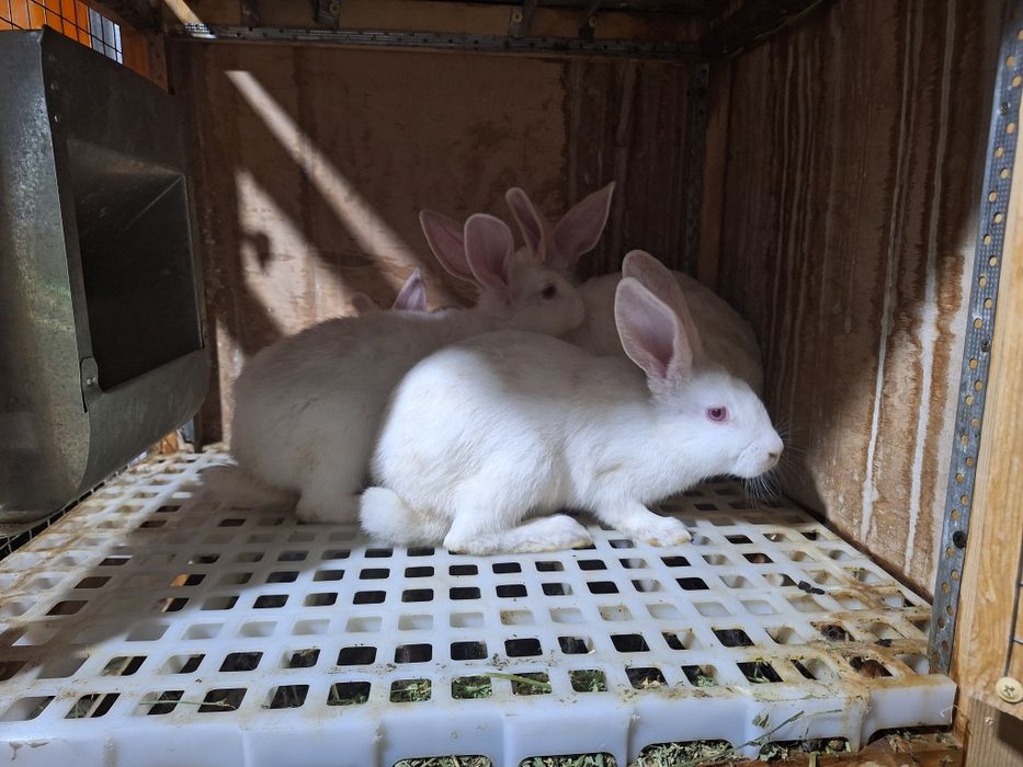 Quyonlar sotiladi Zoti toza Xikol jinsi aralash