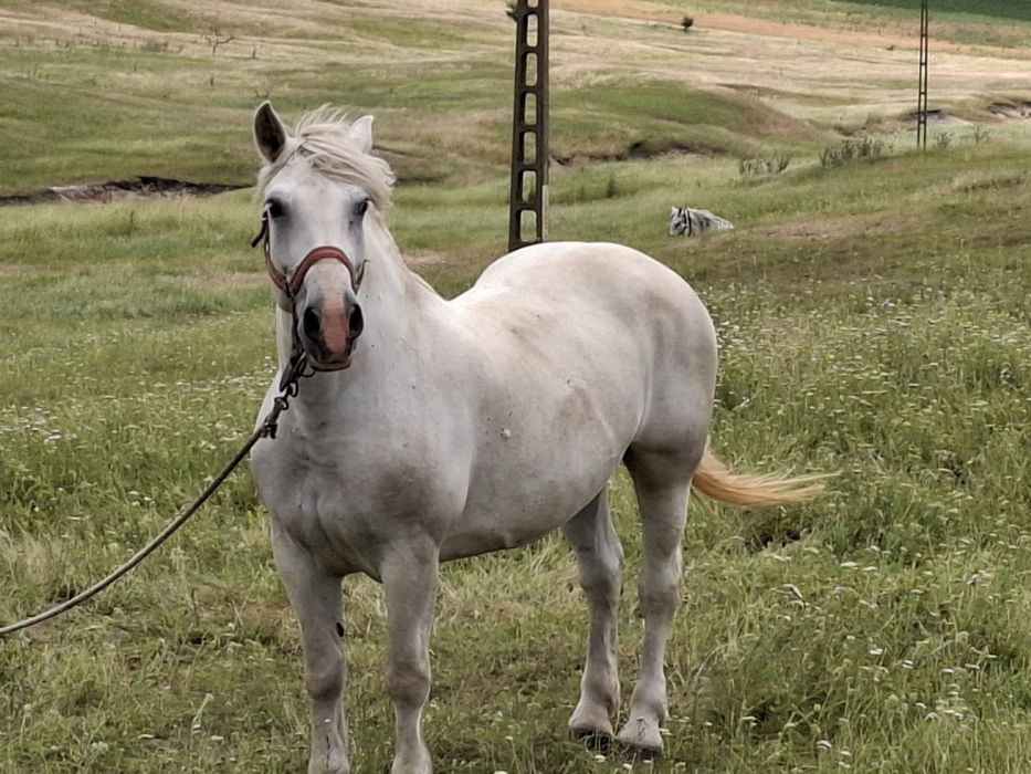 Iapă semigreu românesc