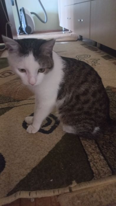 Домашние животные