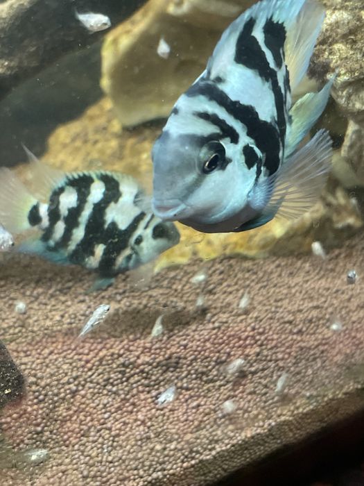 Сапфировый попугай