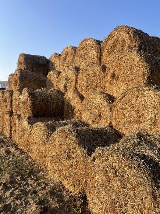 Люцерна Зерно Кукурузы