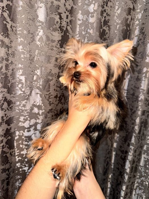 Щенок Йорширского терьера