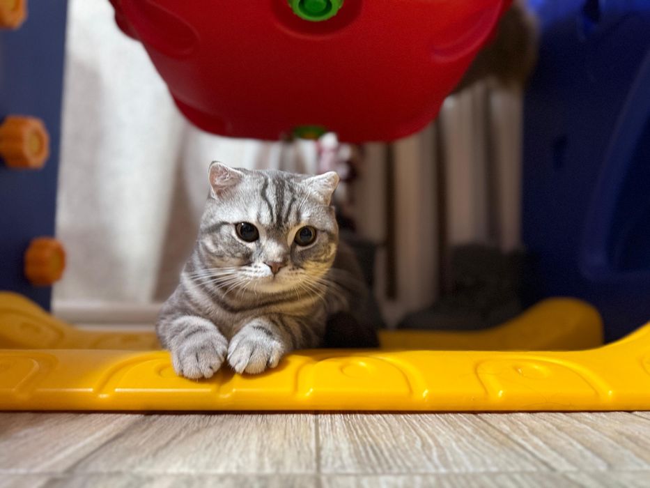 Продаётся шотландская вислоухая