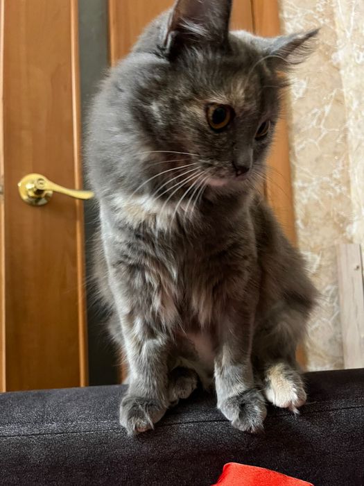 Кошка девочка в хорошие руки!