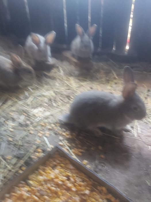Vând iepuroaica si 3 pui