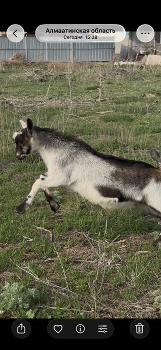 Альпийские козлята, мальчики