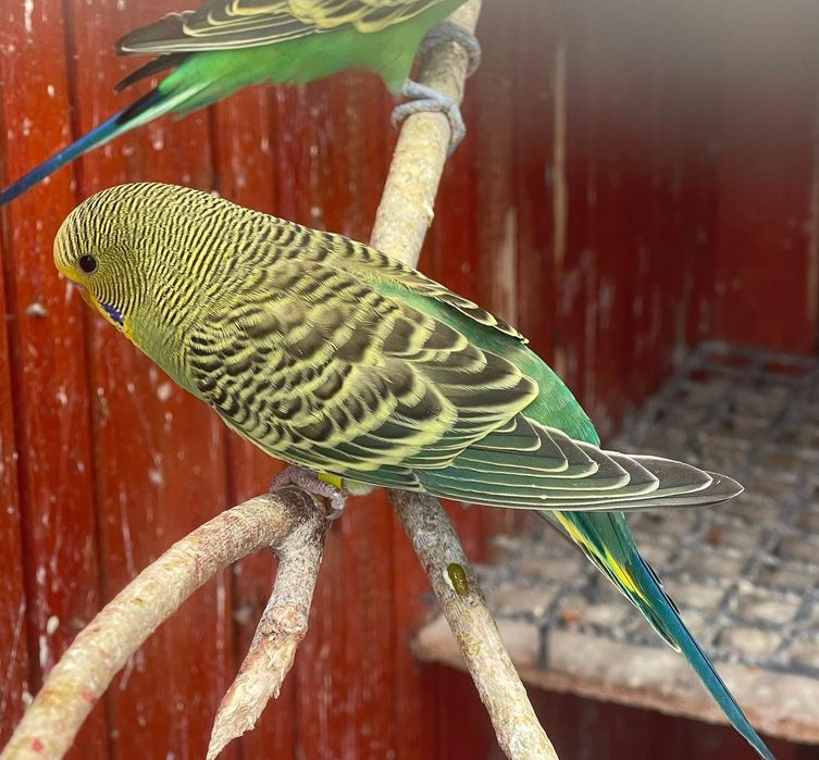 Papagali perusi diferite culori